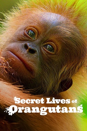 Download  Secret Lives of Orangutans (2024) NF WEB-DL Dual Audio {Hindi-English} 480p [270MB] | 720p [720MB] | 1080p [4.3GB]